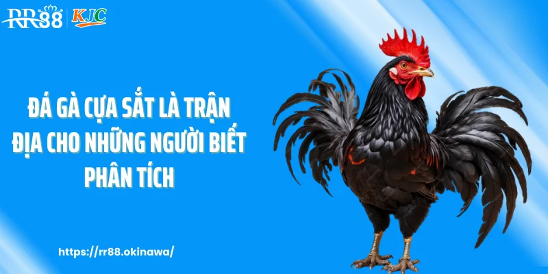 Đá gà cựa sắt là trận địa cho những người biết phân tích