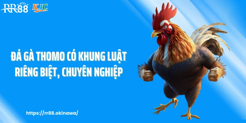 Đá gà Thomo có khung luật riêng biệt, chuyên nghiệp