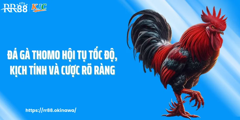 Đá gà Thomo hội tụ tốc độ, kịch tính và cược rõ ràng