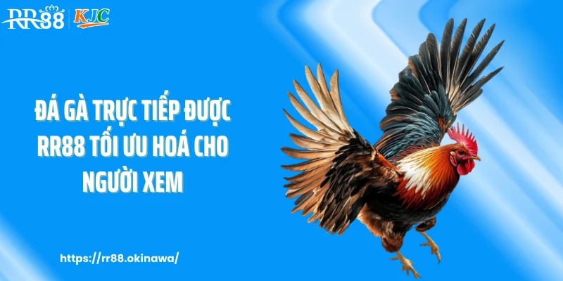 Đá gà trực tiếp được RR88 tối ưu hoá cho người xem