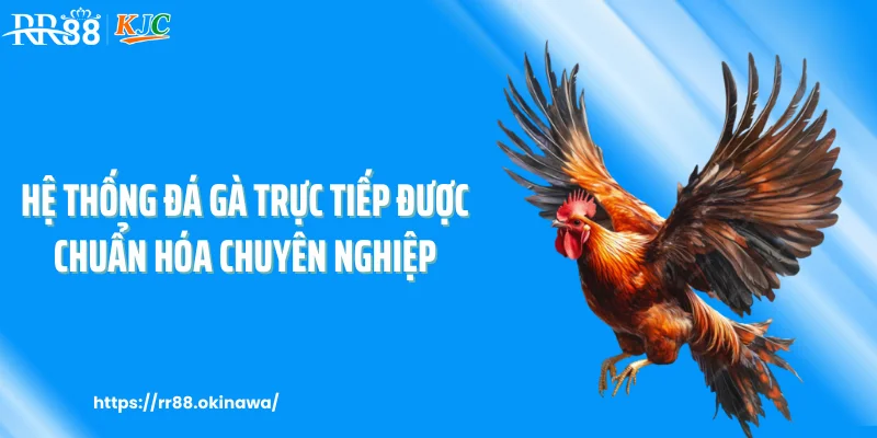 Hệ thống đá gà trực tiếp được chuẩn hóa chuyên nghiệp