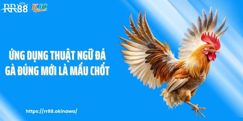 Ứng dụng thuật ngữ đá gà đúng mới là mấu chốt